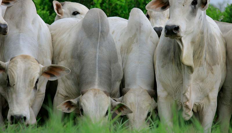 O que são volumosos e concentrados na nutrição de bovinos de corte 